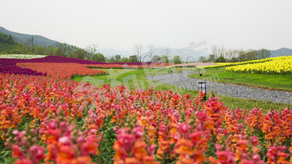 径山花海