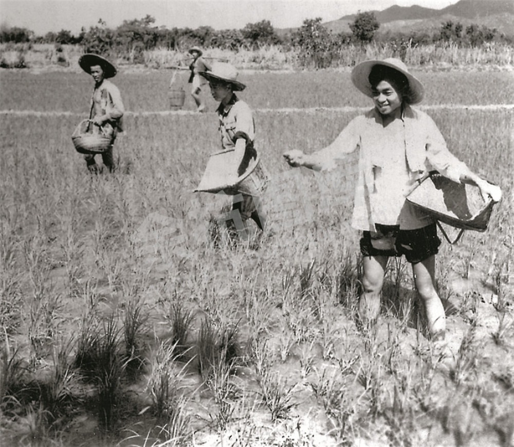 五常公社干部与社员一起为农田施肥（摄于1963年）