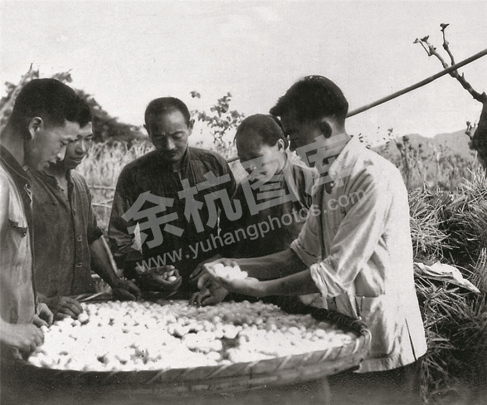 五常公社干部动员社员出售茧子（摄于1963年）