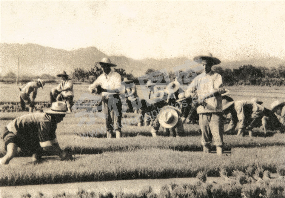 五常公社干部参加拔秧劳动（摄于1963年）
