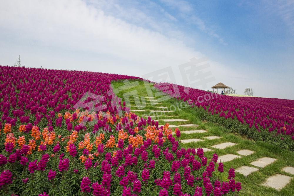 径山花海