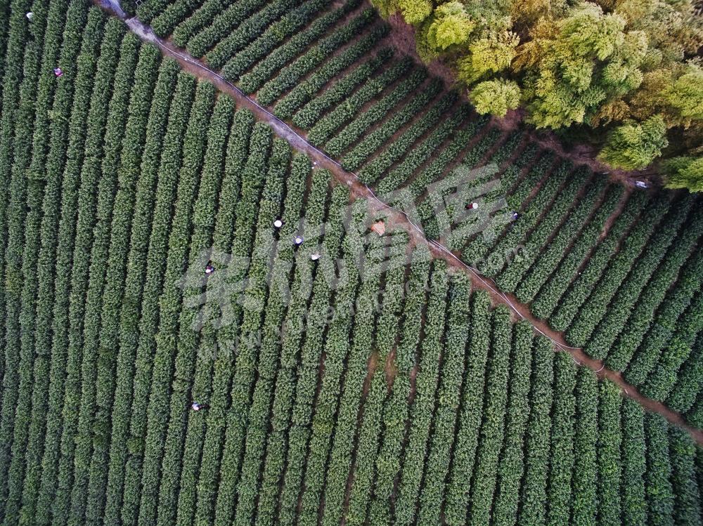 绚丽的大径山乡村国家公园-6