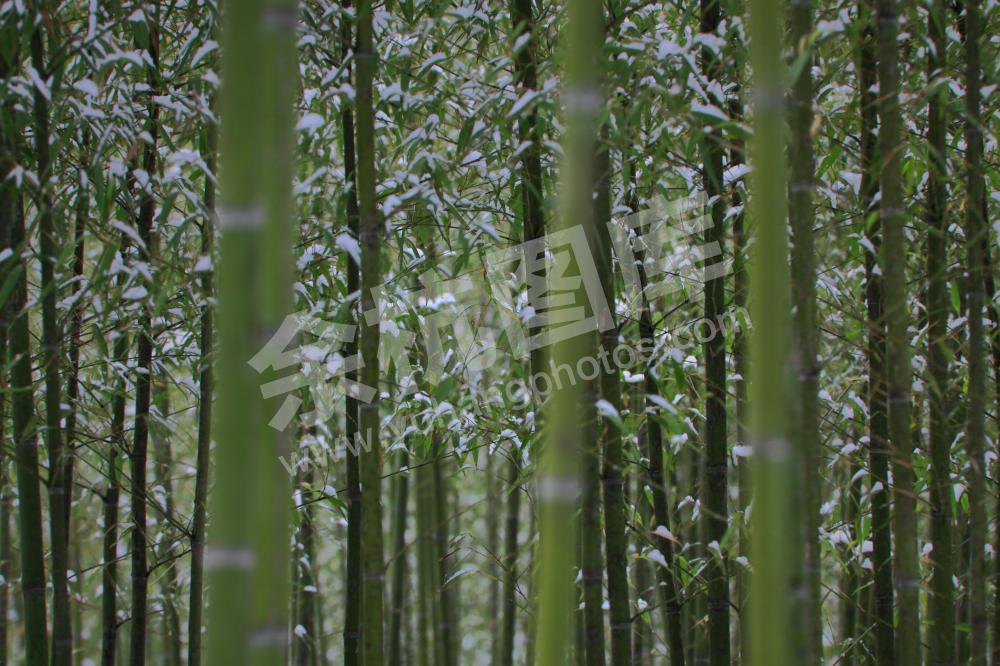 竹之韵-1