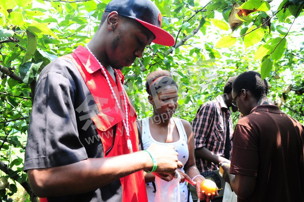 外国友人鸬鸟采梨