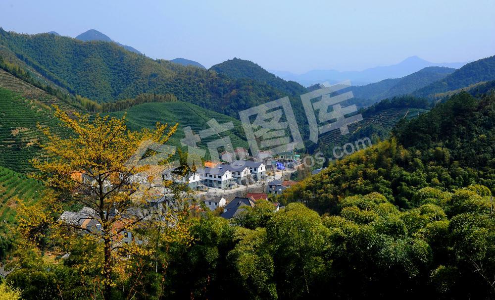 春茶又香小山村