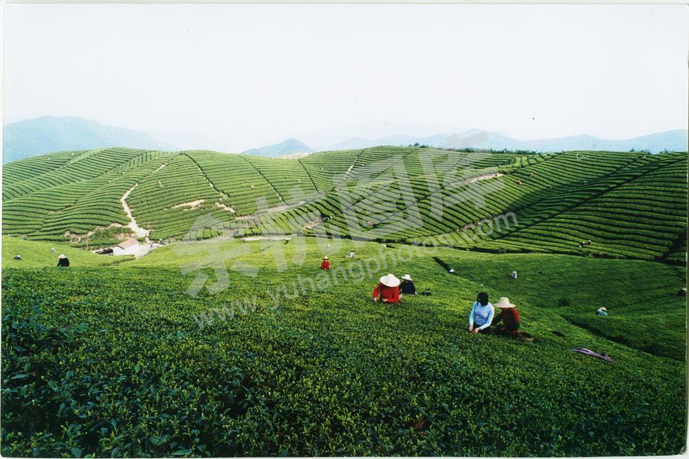 余杭区径山镇径山茶园景色