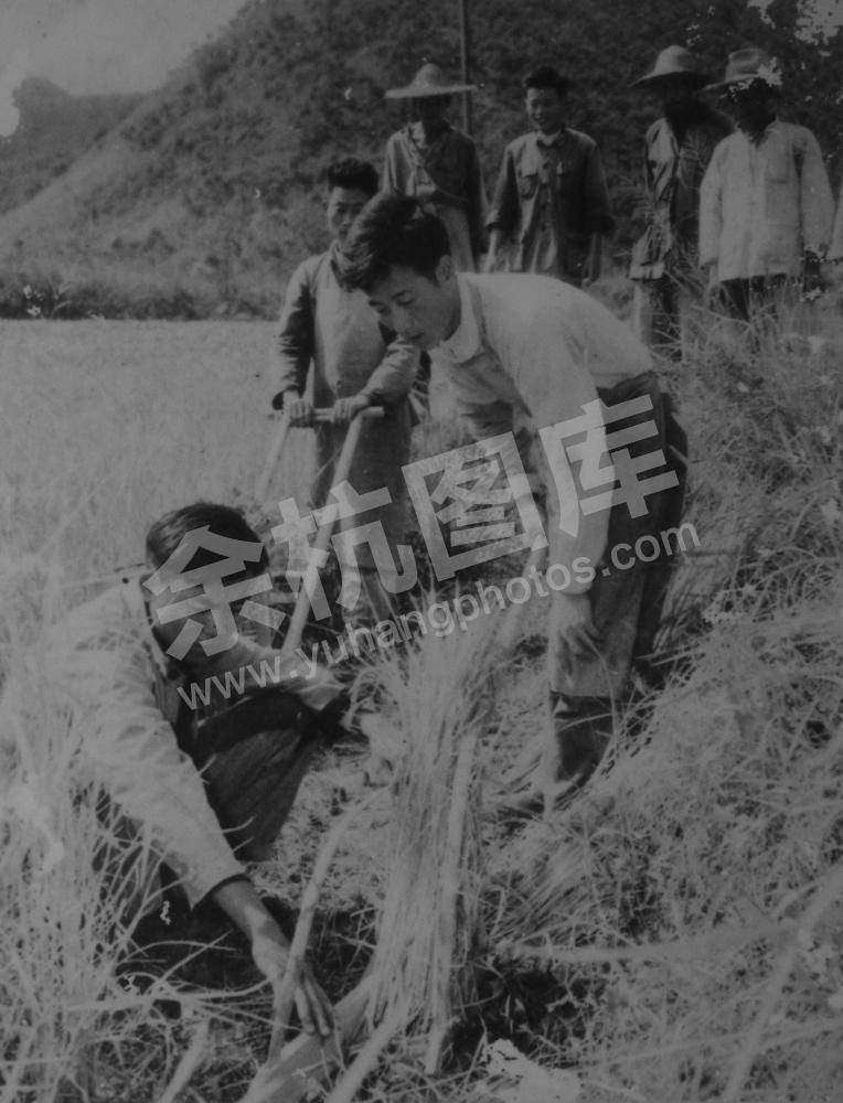 1961年9月在田头试用农具厂革新出的割稻机