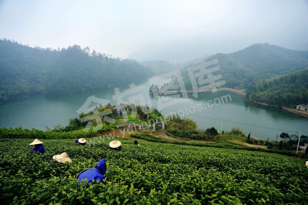 湖.山.茶.雨