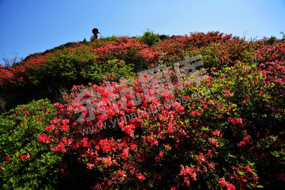 黄美珍.杜鹃花开平天堂
