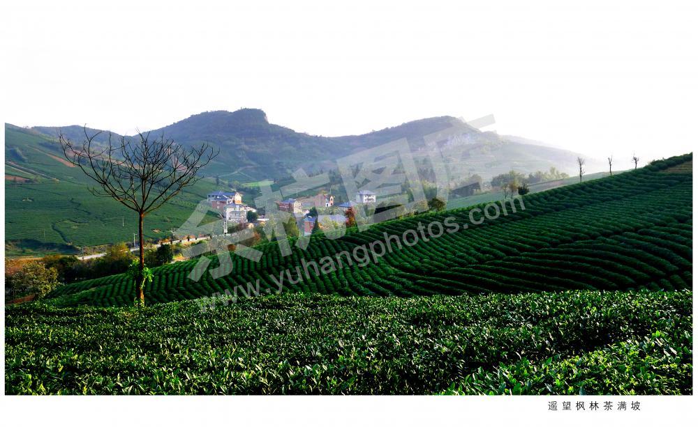 遥望枫林茶满坡