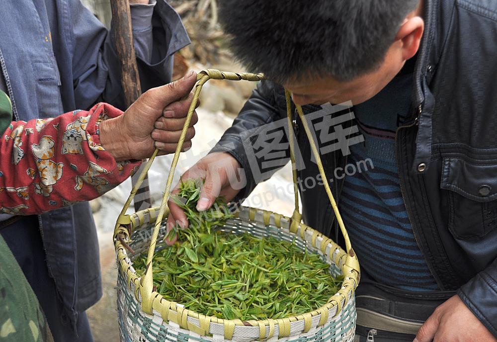 茶市