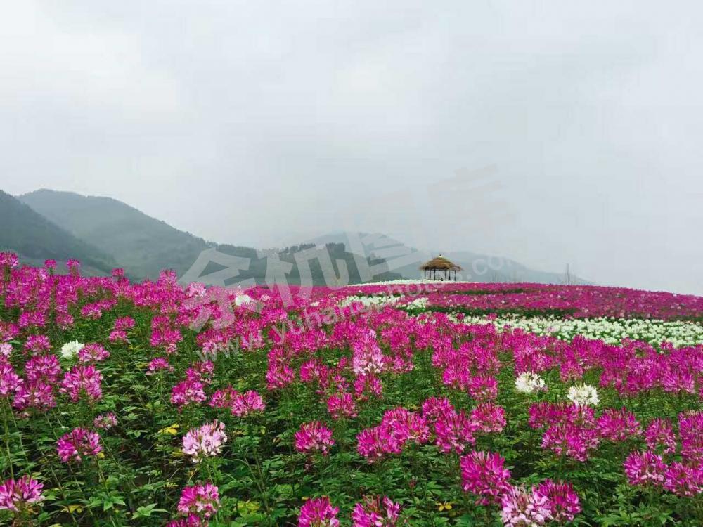 径山花海