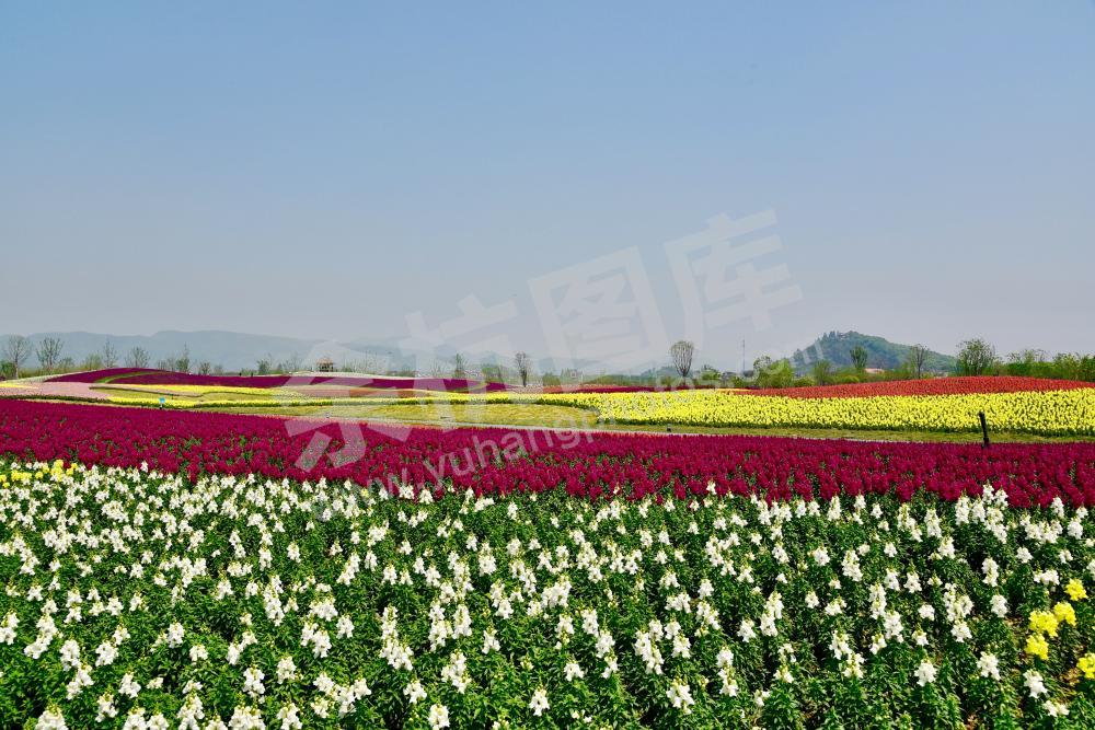 径山花海2