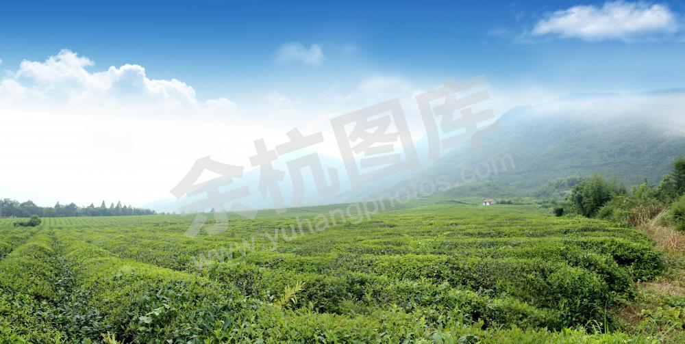 前庄茶园