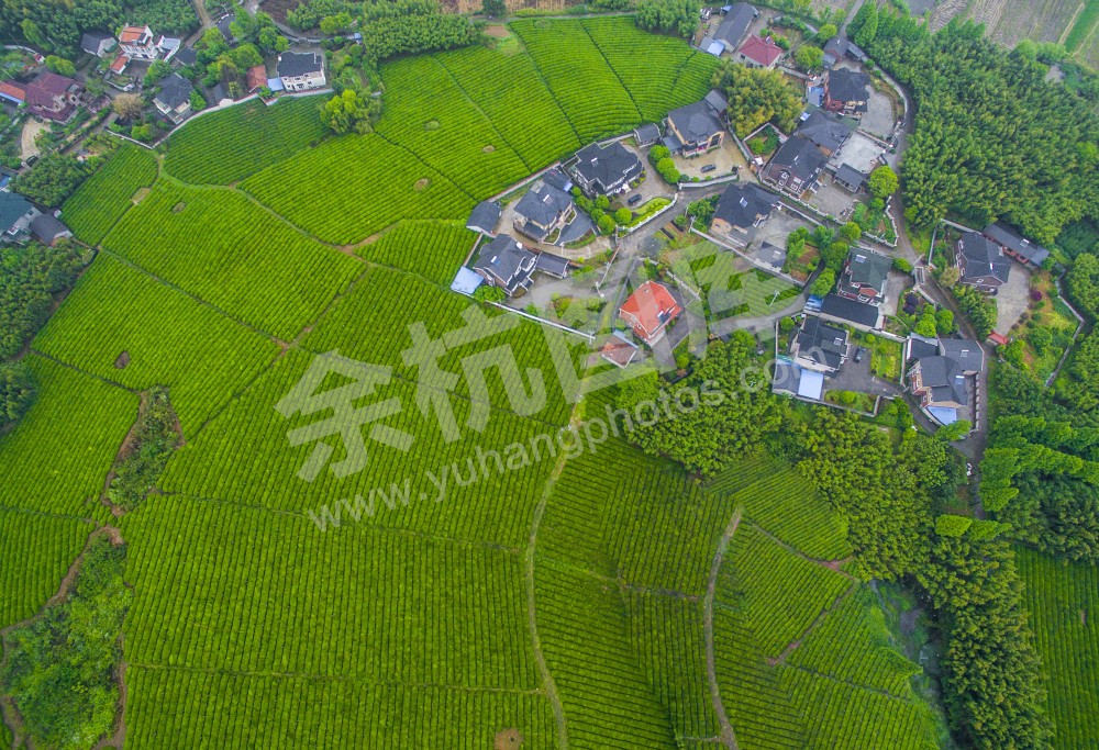 茶园人家-余杭区径山镇小古城村