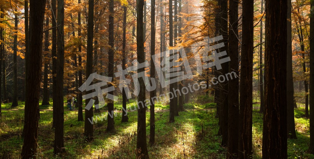 深秋的金钱松林