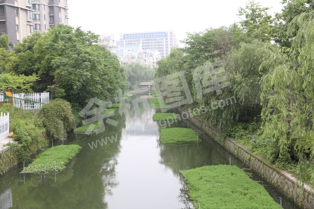 杨柳依依碧水清清，金家渡港焕然一新