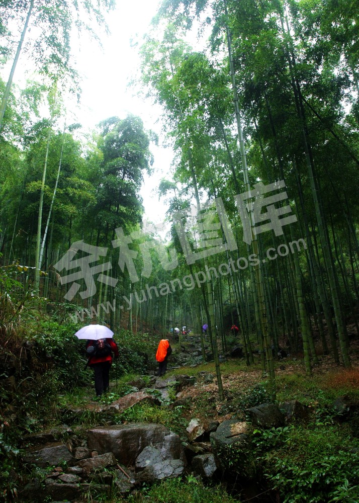 径山竹林
