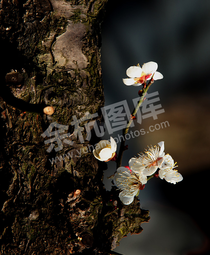 花鸟