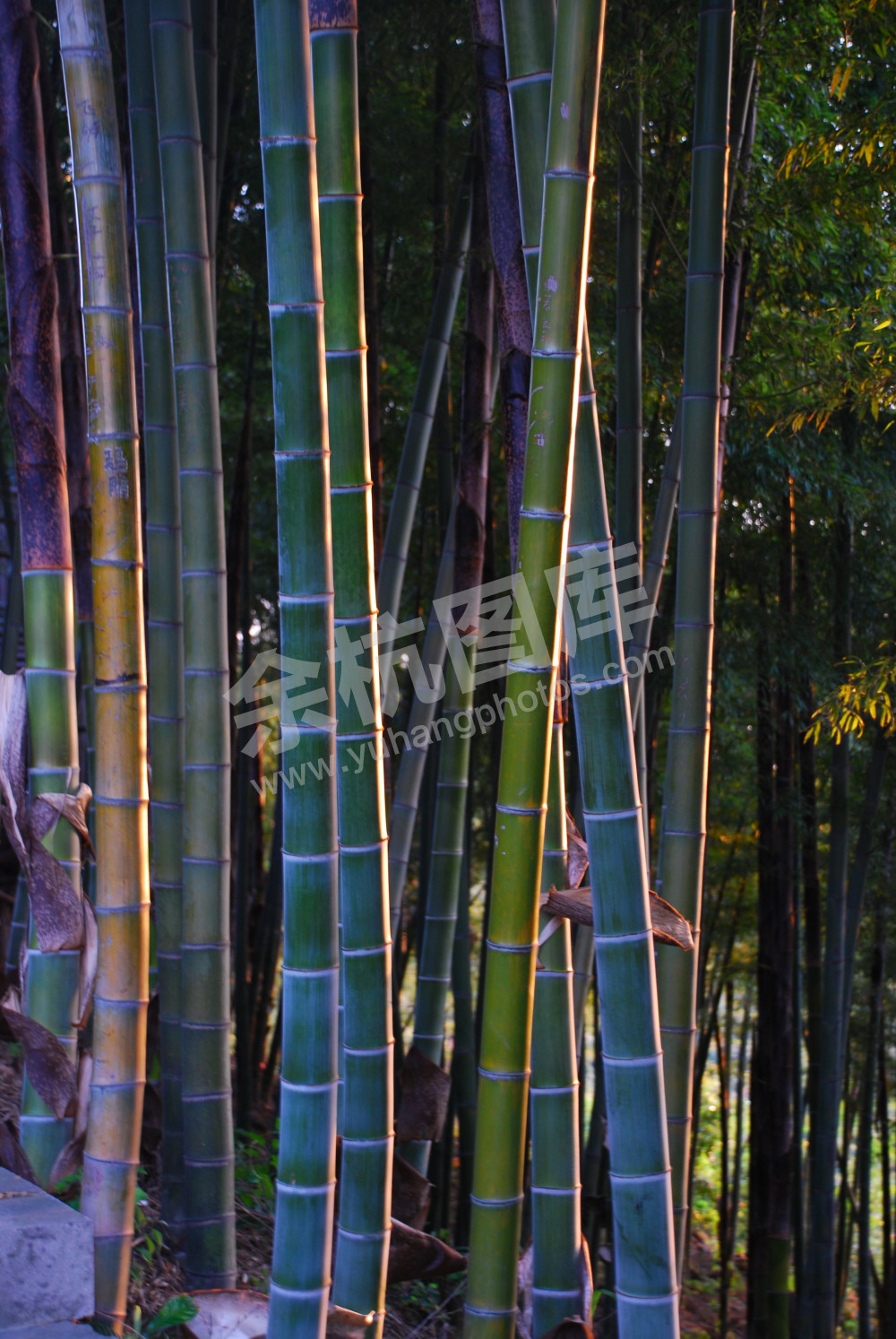 径山竹林的早晨