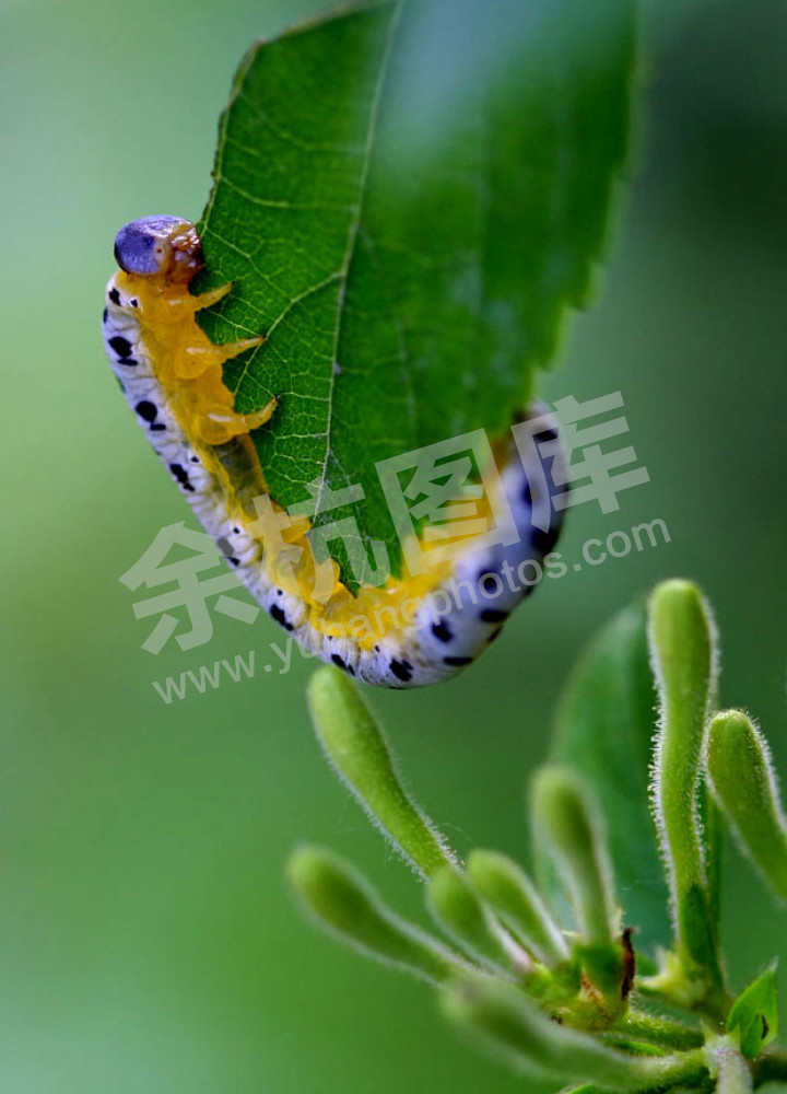 沙朴叶蜂（幼虫）