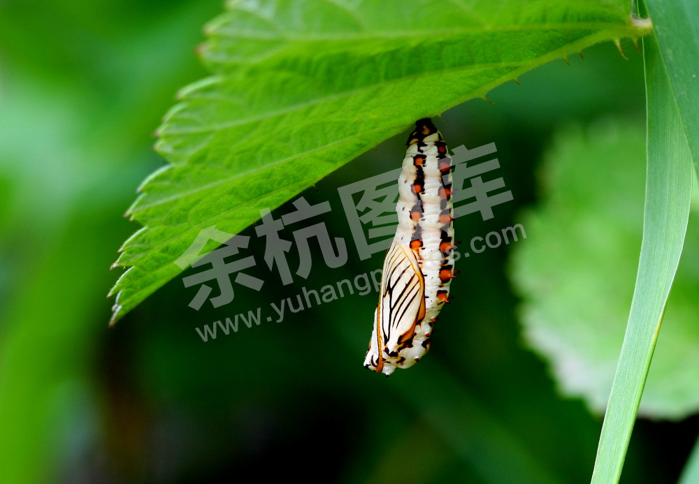 苎麻蛱蝶（蛹）