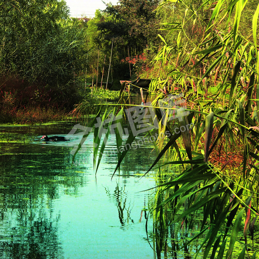 闲林水乡湿地