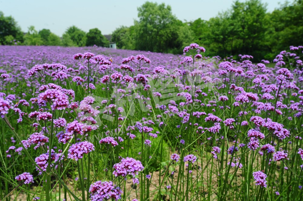 四季花海马鞭草3
