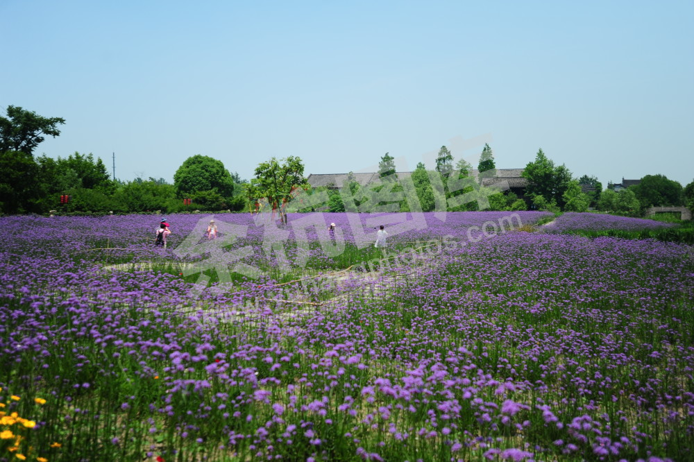 四季花海马鞭草
