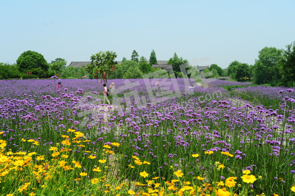 四季花海马鞭草2