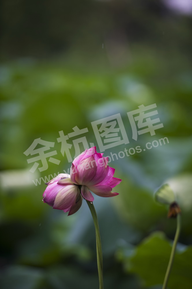 东关荷塘并蹄莲