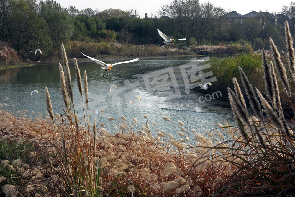 秋苇苕溪飞鹭归