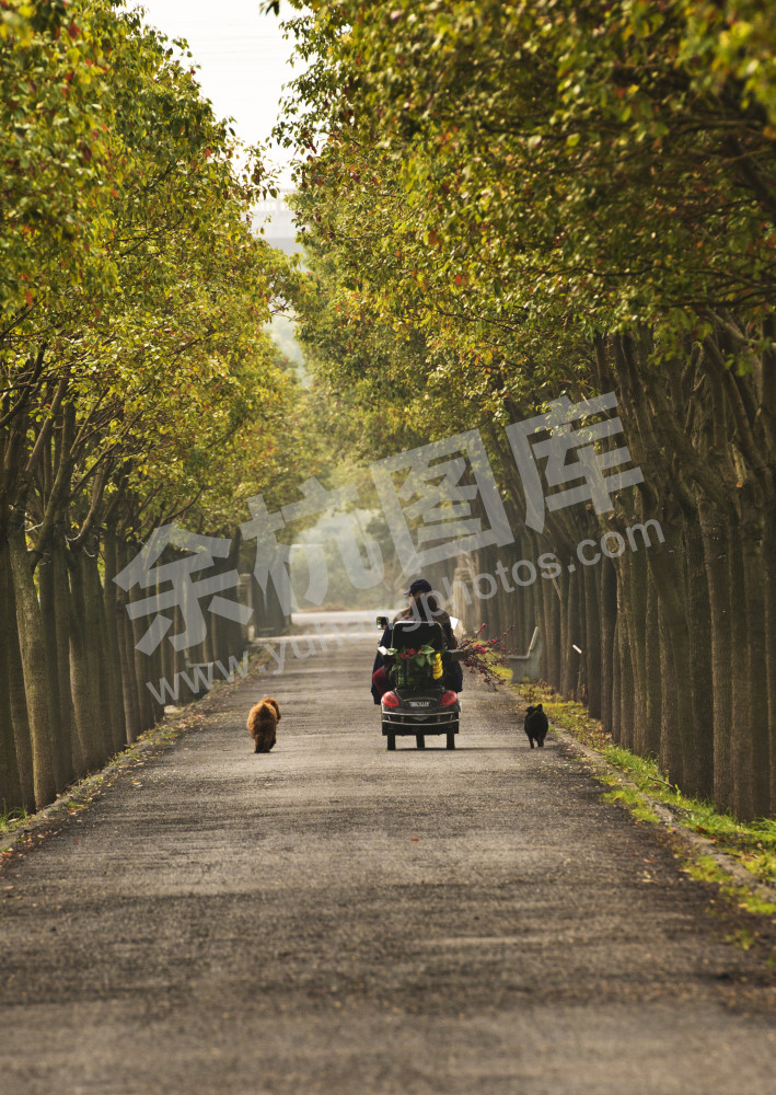绿树掩映的道路