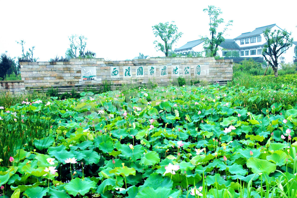 西溪湿地洪园