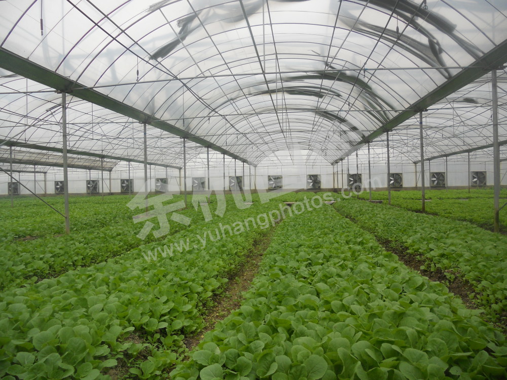 连栋大棚种植毛毛菜