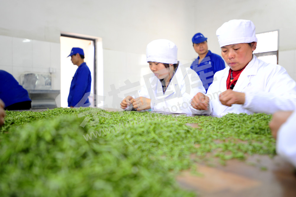 径山茶