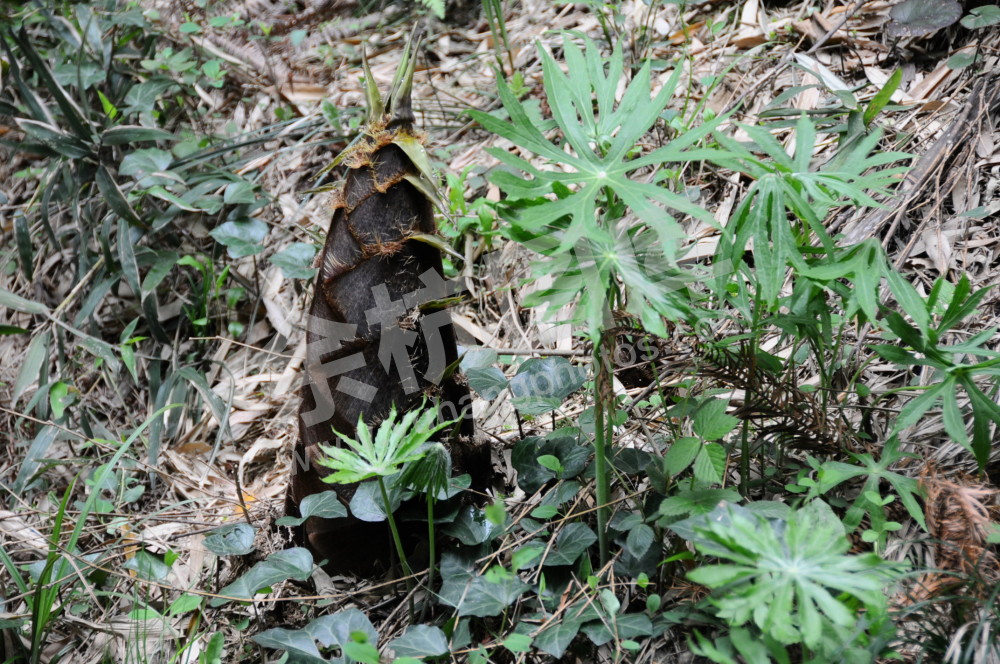 笋