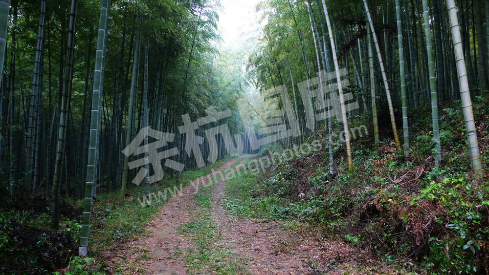 毛竹林 