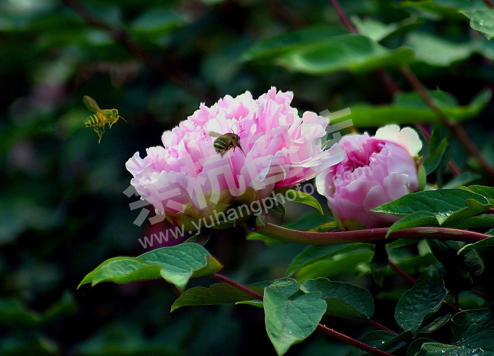 花香自有蜜蜂来[仁和普宁寺]