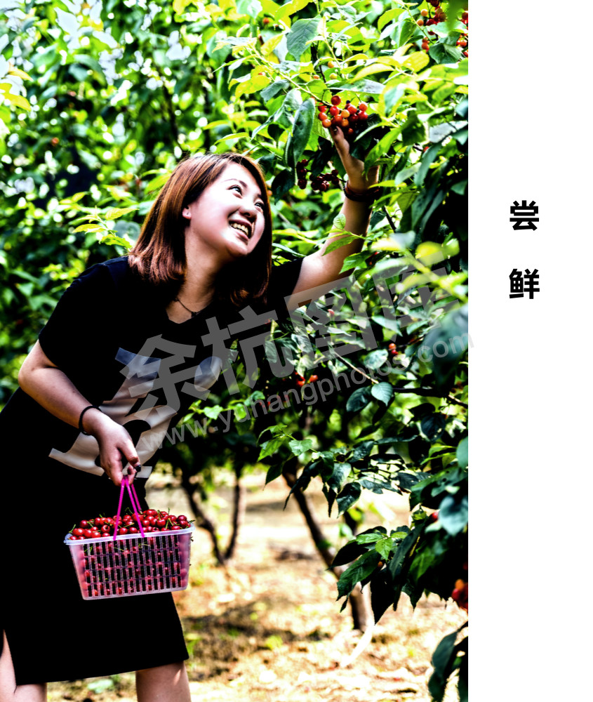 采摘游