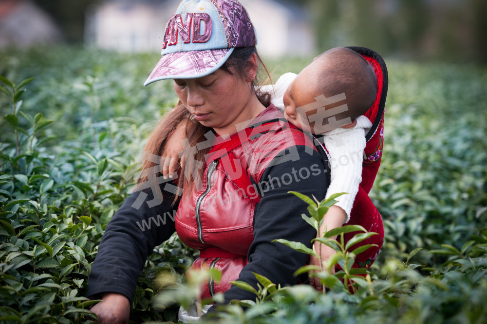 采茶女和她熟睡的宝宝