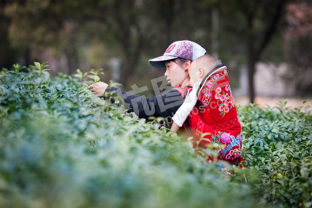 采茶女和她熟睡的宝宝