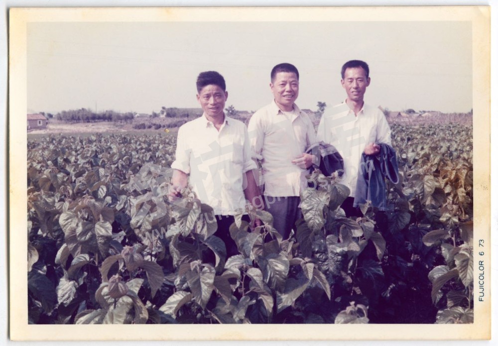 蚕桑基地长势喜人