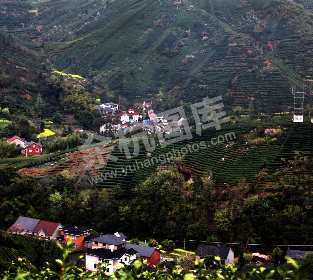 茶山风光4