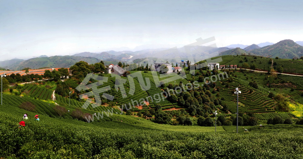 茶山春色 （中泰思古山）