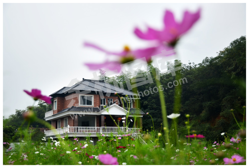 万紫千红花满院