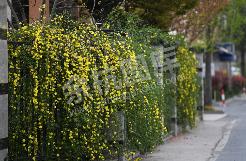 农家小院的迎春花