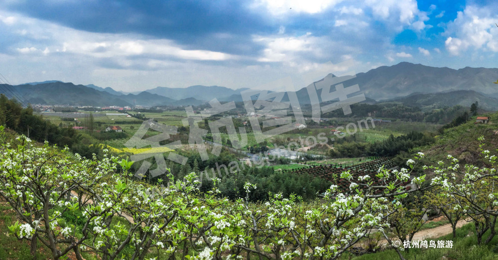 鸬鸟风光 — 梨花