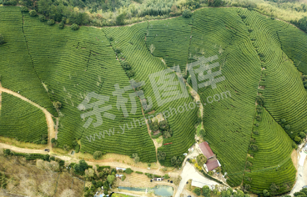 径山茶园俯瞰 