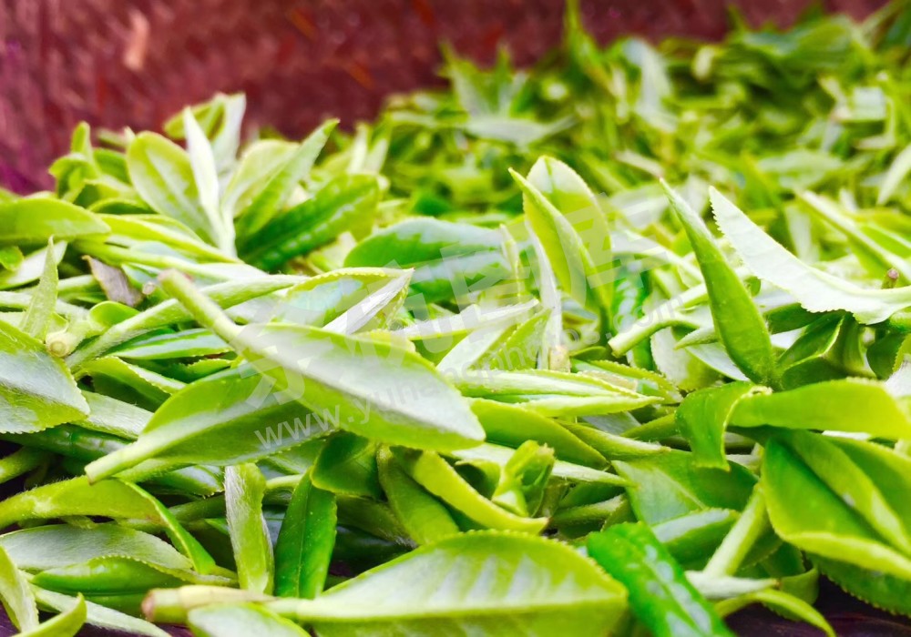 径山茶鲜叶 